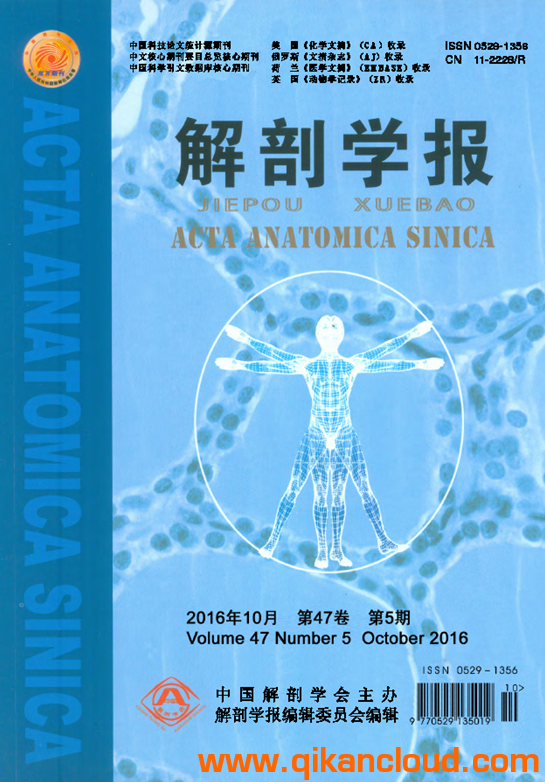 解剖学报